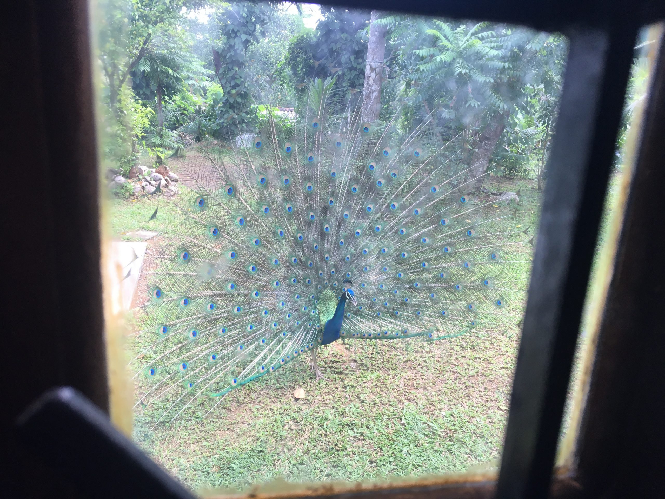 Garden Peacock 4