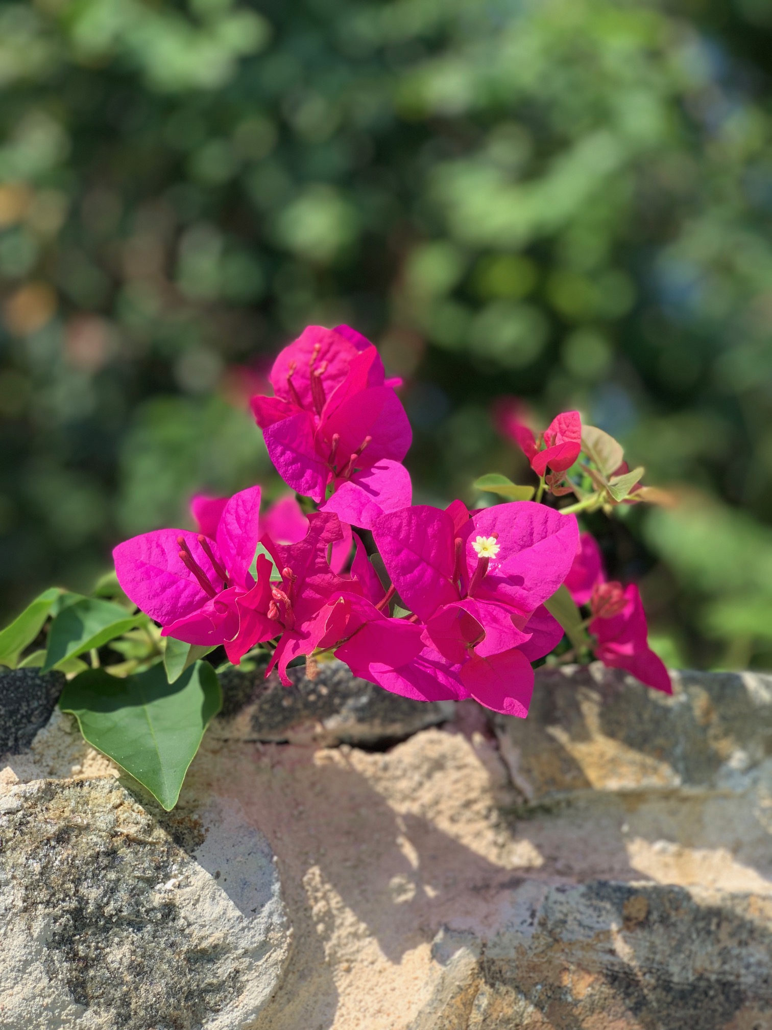 Garden Plants