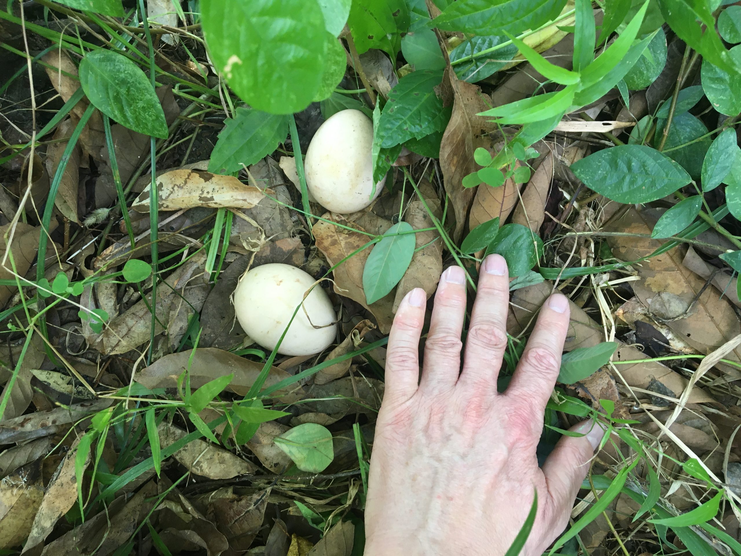 Peacock Eggs